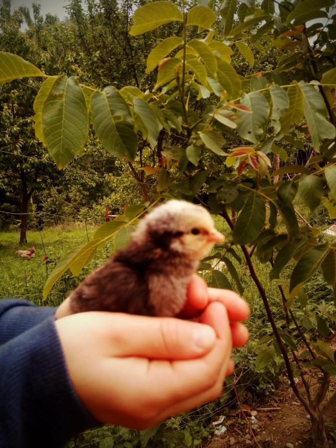 Agroturystyka U Babci Czchow Esterno foto
