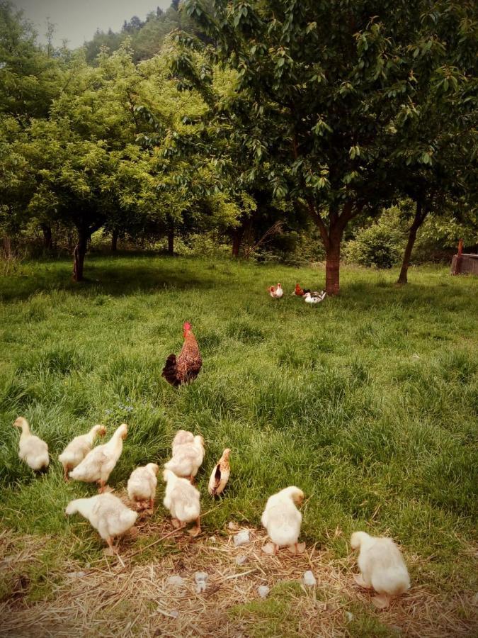 Agroturystyka U Babci Czchow Esterno foto