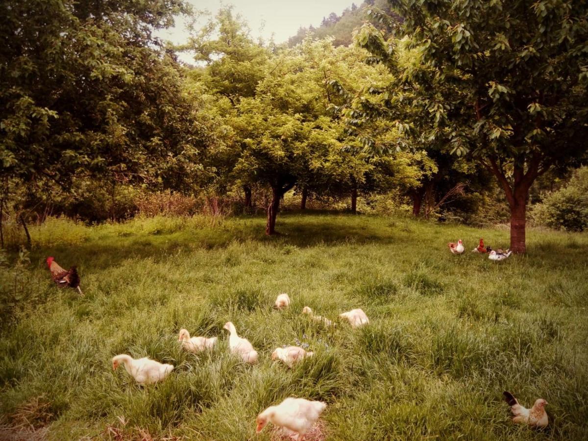 Agroturystyka U Babci Czchow Esterno foto