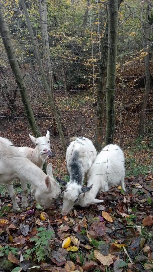 Agroturystyka U Babci Czchow Esterno foto