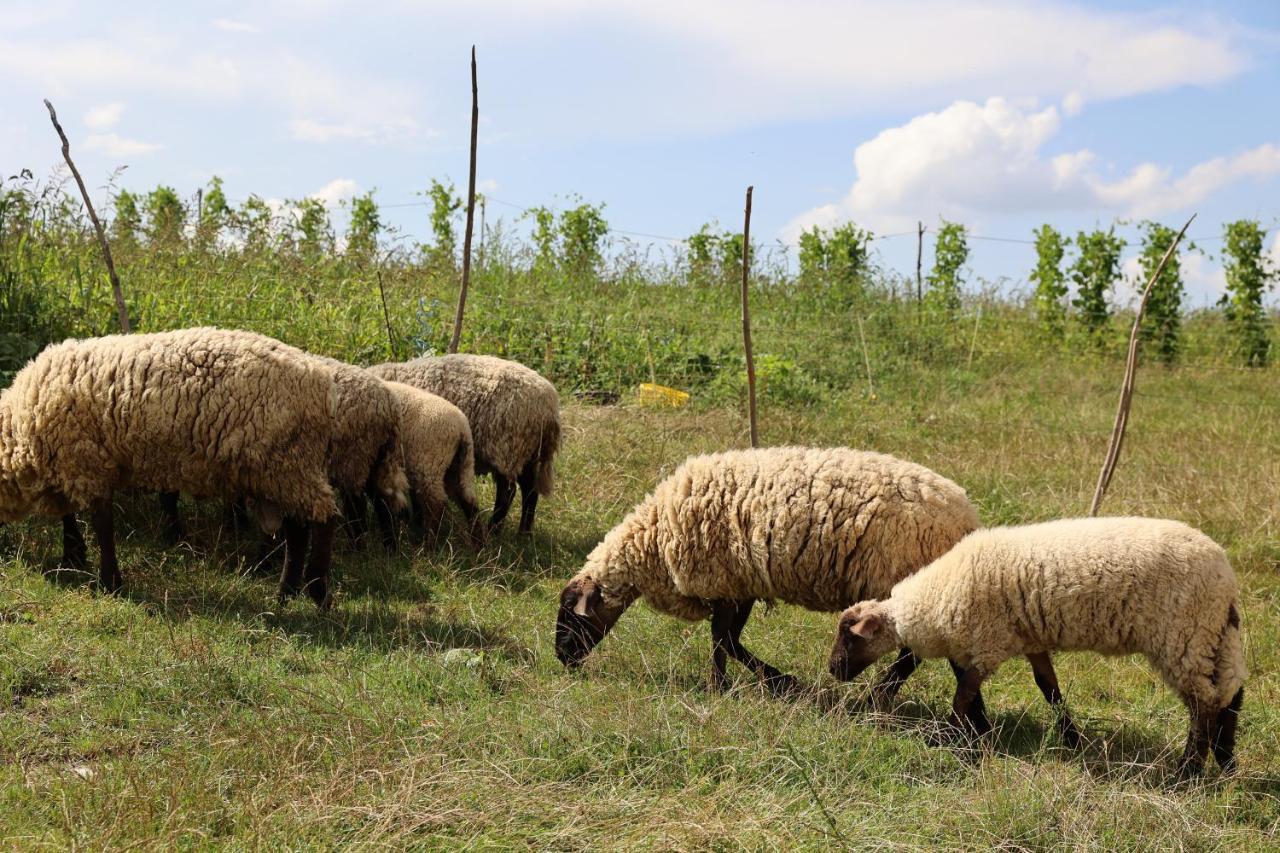 Agroturystyka U Babci Czchow Esterno foto