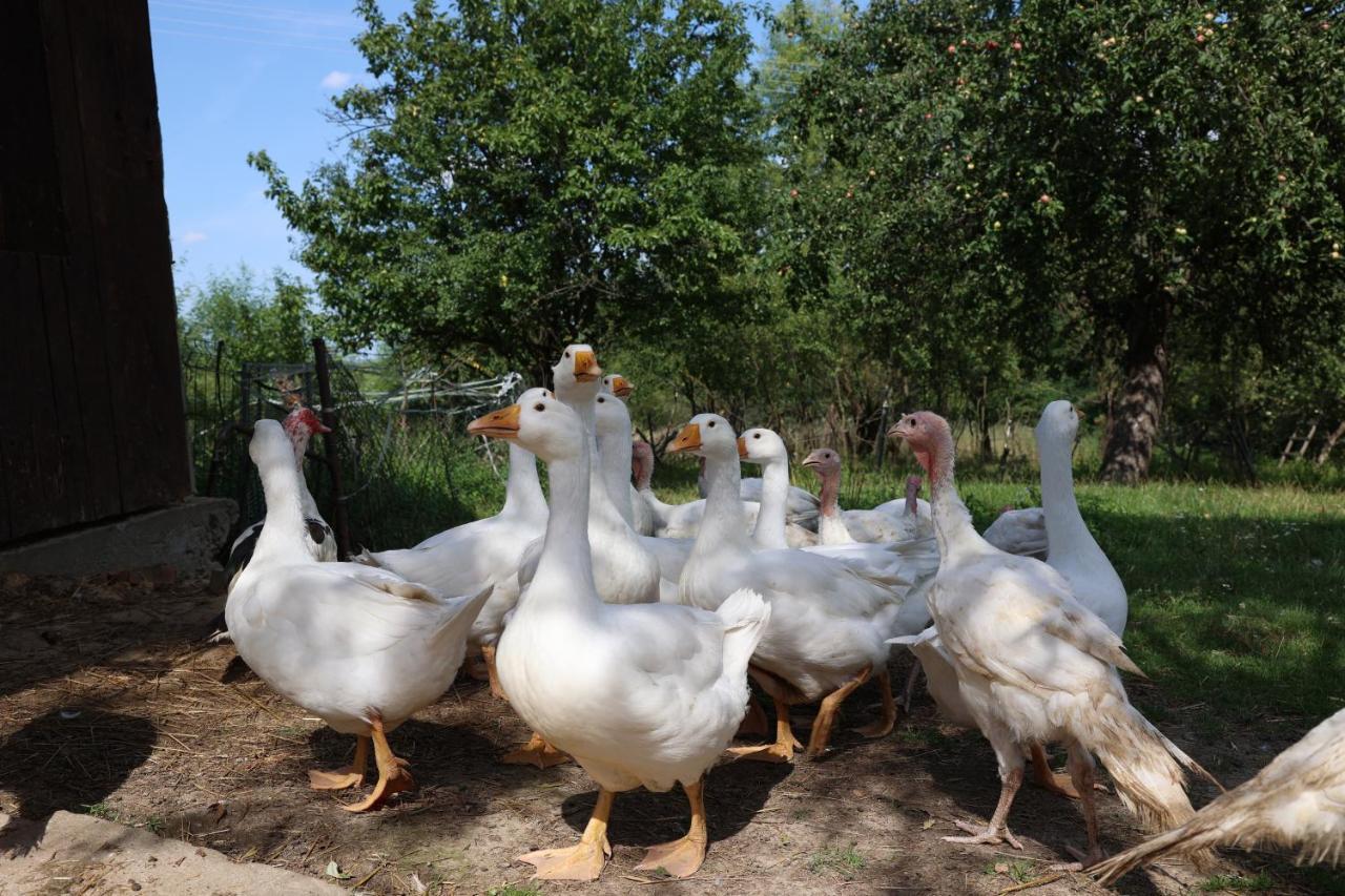 Agroturystyka U Babci Czchow Esterno foto