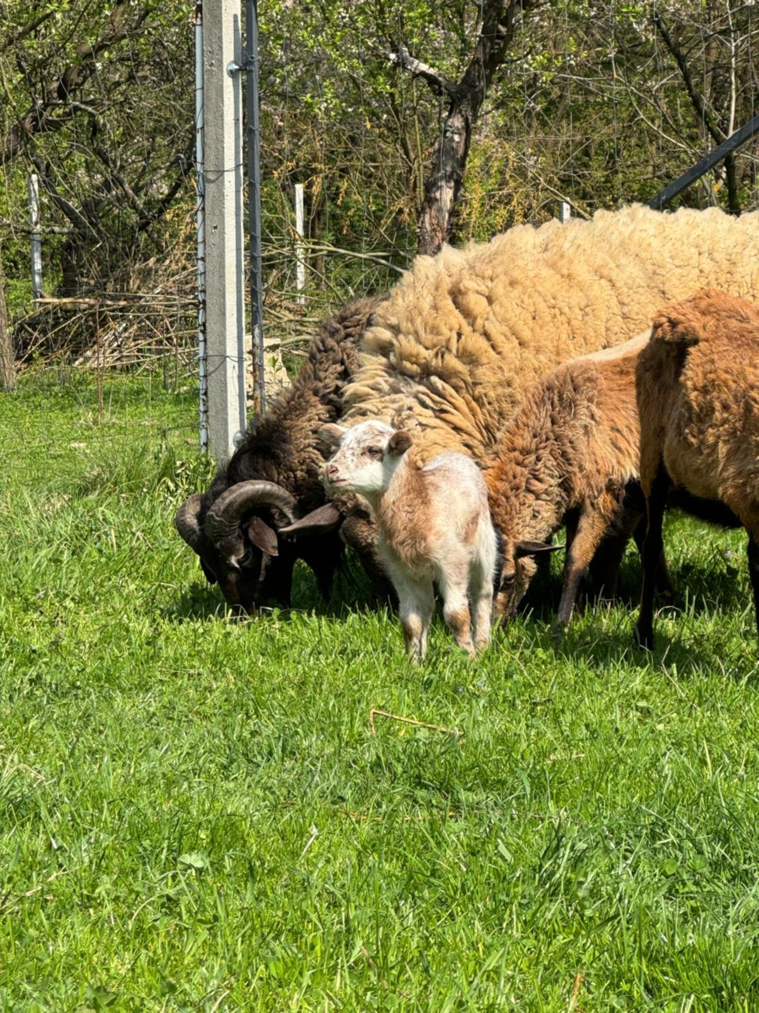 Agroturystyka U Babci Czchow Esterno foto