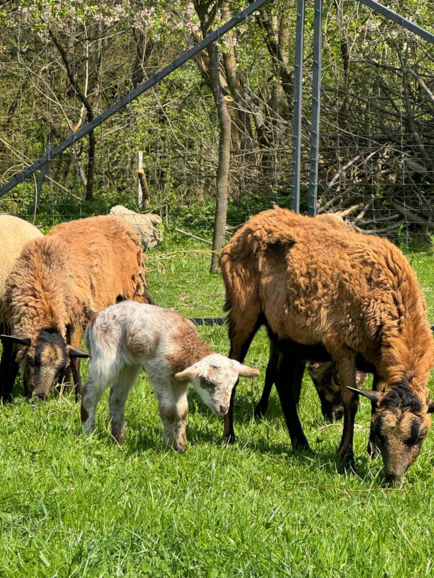 Agroturystyka U Babci Czchow Esterno foto